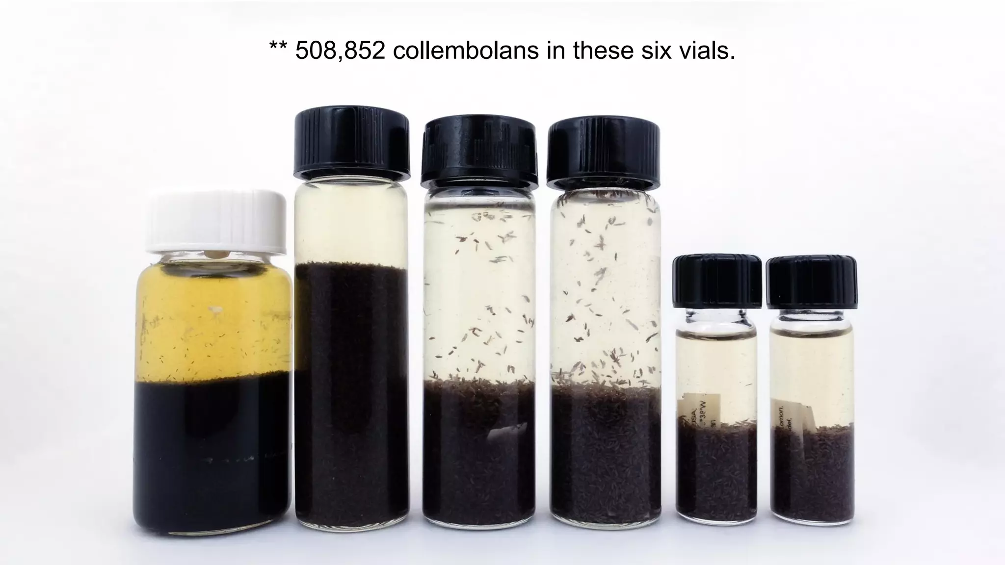 ** 508,852 collembolans in these six vials.

 