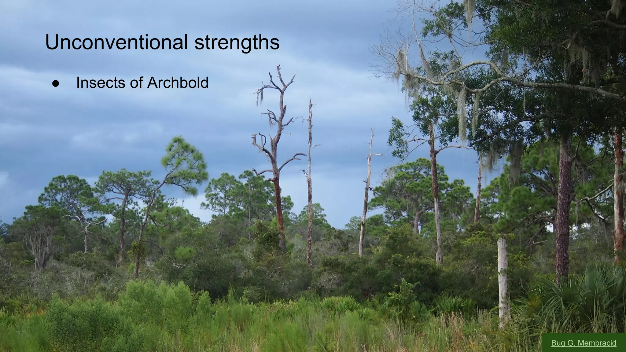 Unconventional strengths
●

Insects of Archbold

Bug G. Membracid

 