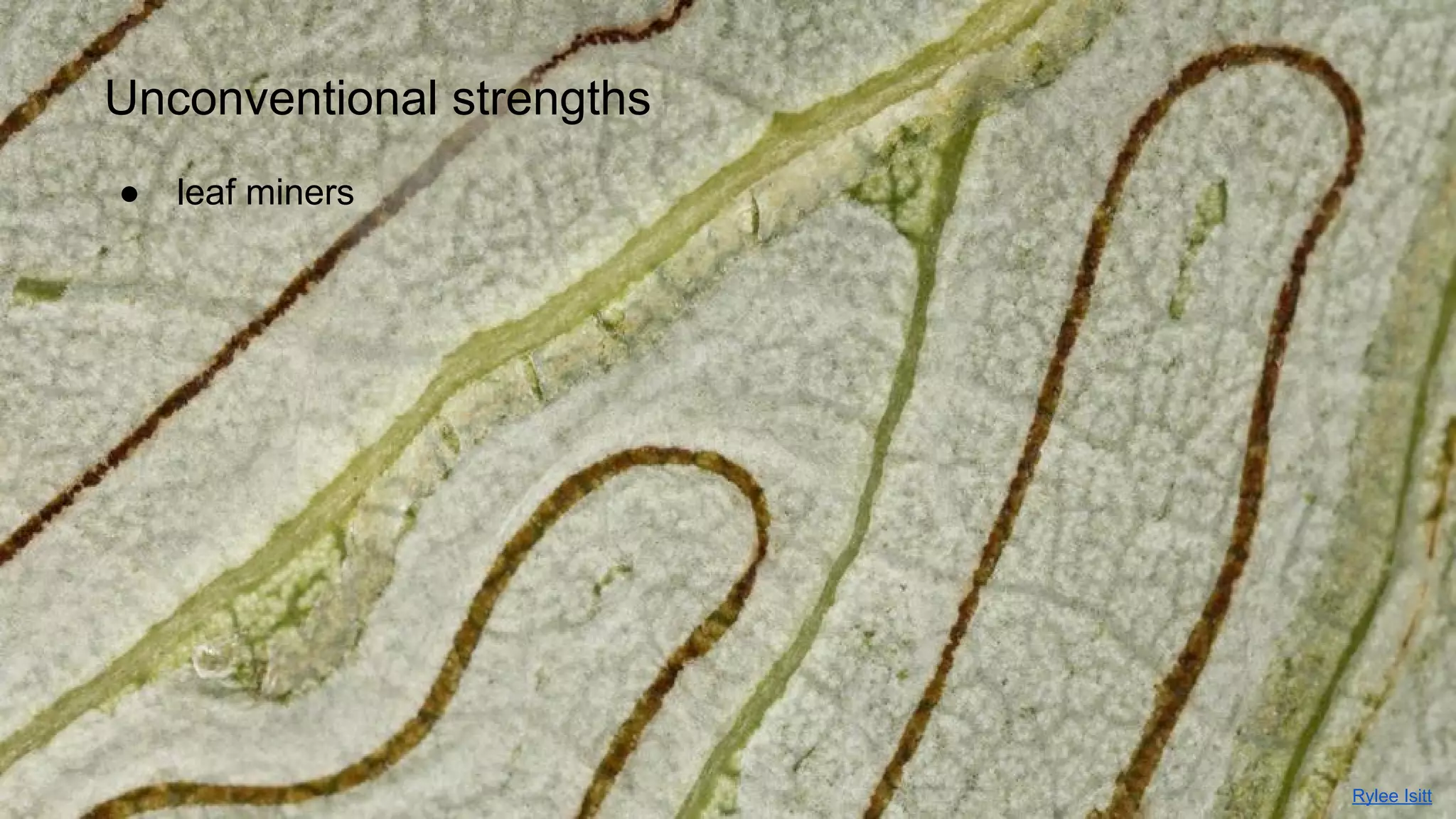 Unconventional strengths
●

leaf miners

Rylee Isitt

 