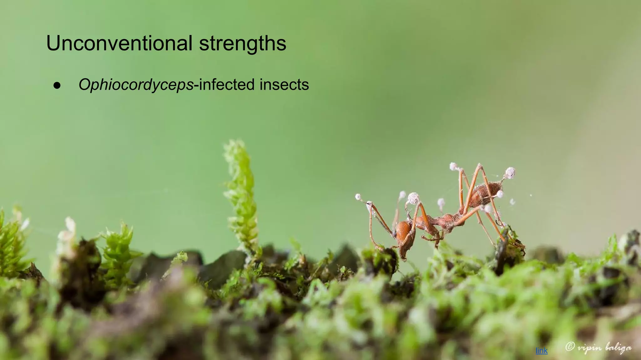 Unconventional strengths
●

Ophiocordyceps-infected insects

link

 