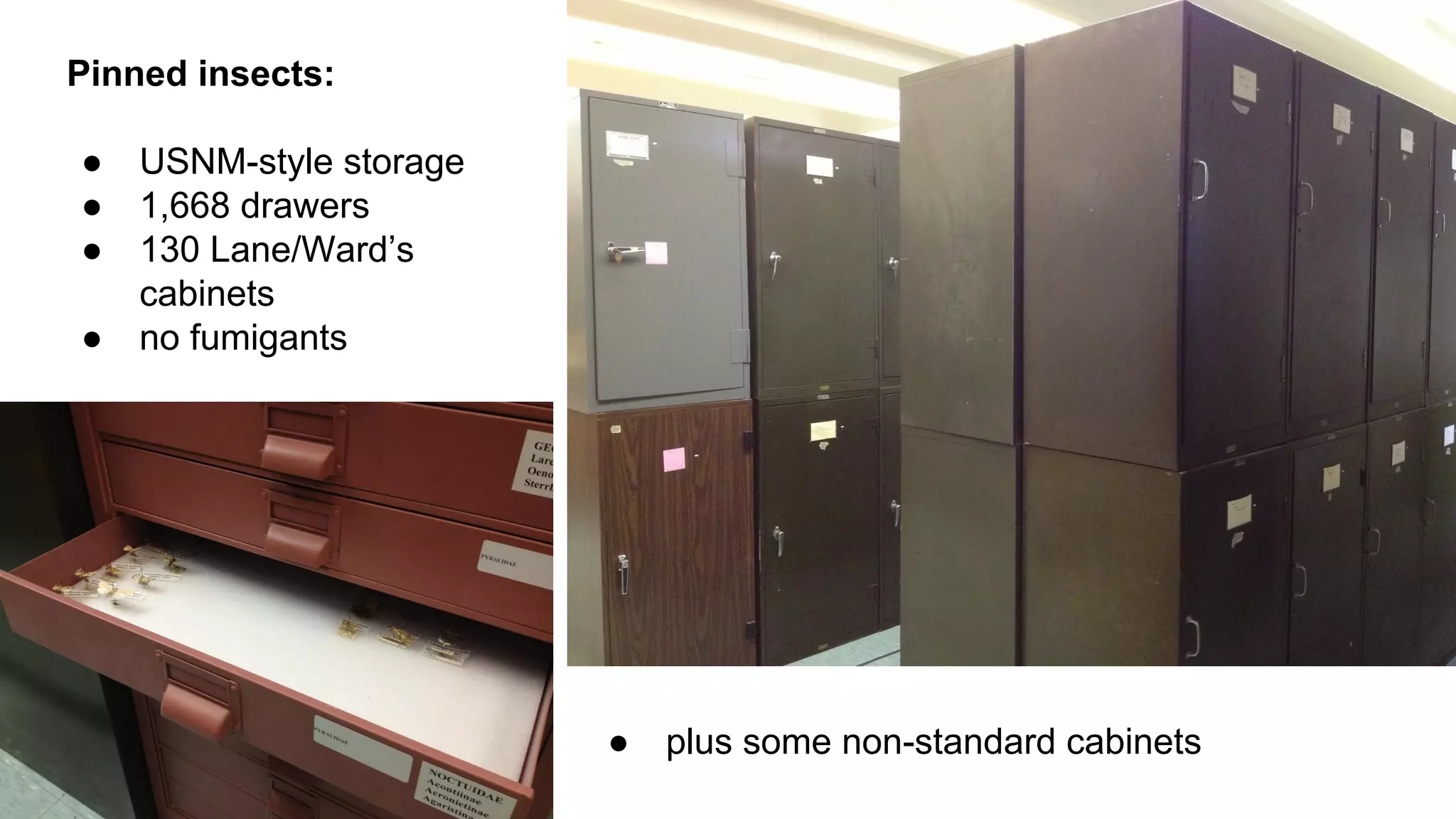 Pinned insects:
●
●
●
●

USNM-style storage
1,668 drawers
130 Lane/Ward’s
cabinets
no fumigants

●

plus some non-standard cabinets

 