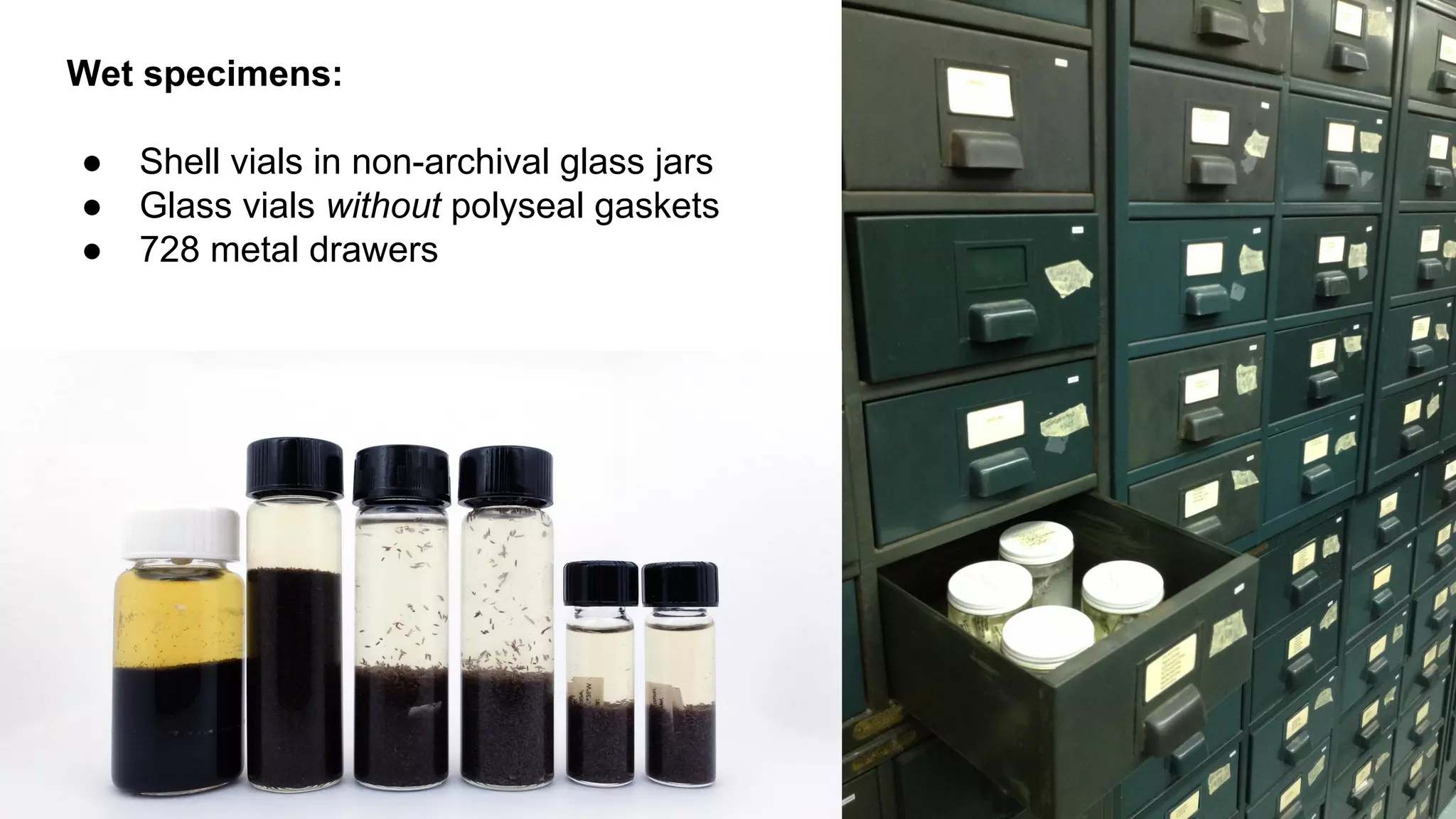 Wet specimens:
●
●
●

Shell vials in non-archival glass jars
Glass vials without polyseal gaskets
728 metal drawers

 