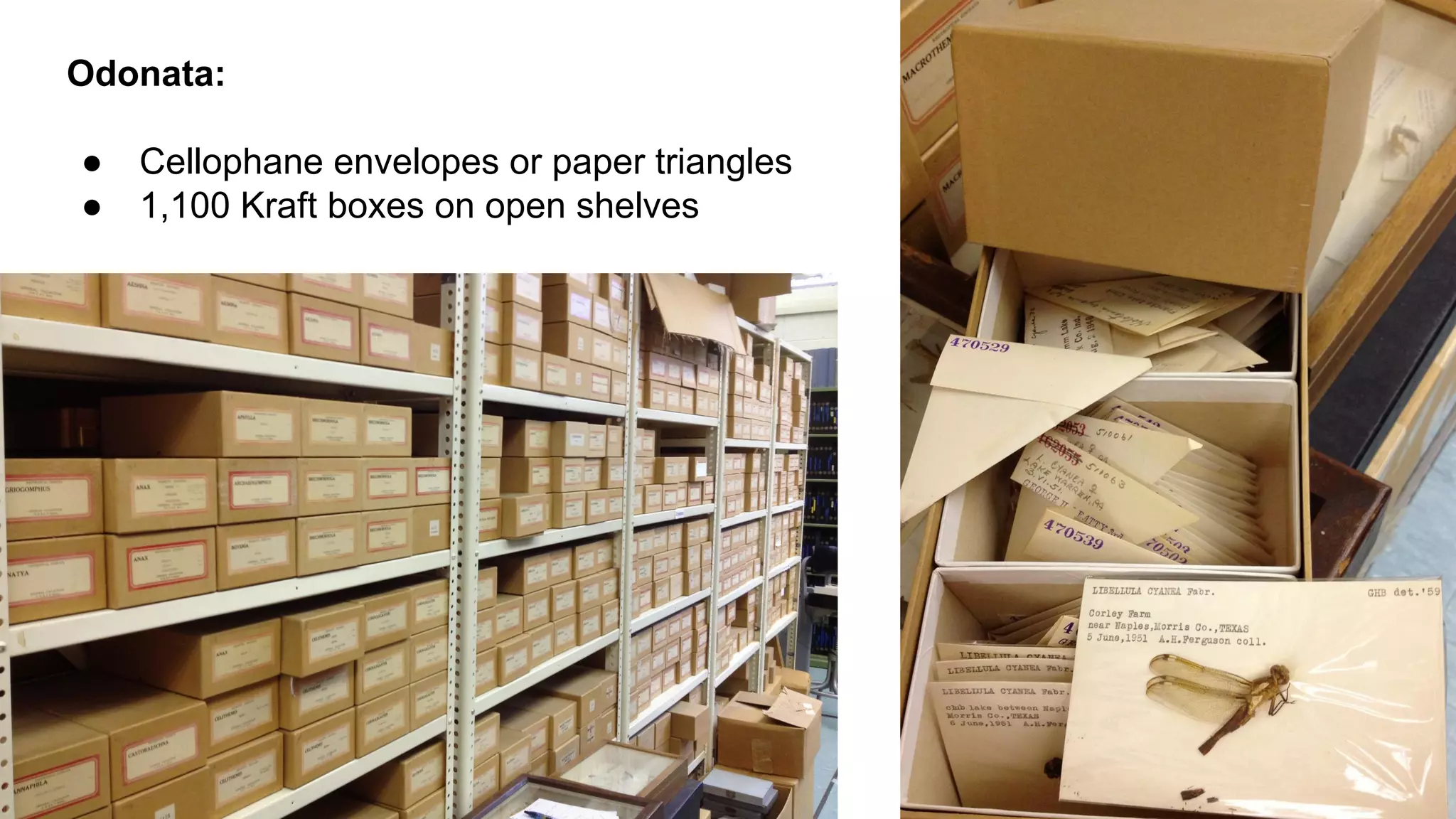 Odonata:
●
●

Cellophane envelopes or paper triangles
1,100 Kraft boxes on open shelves

 