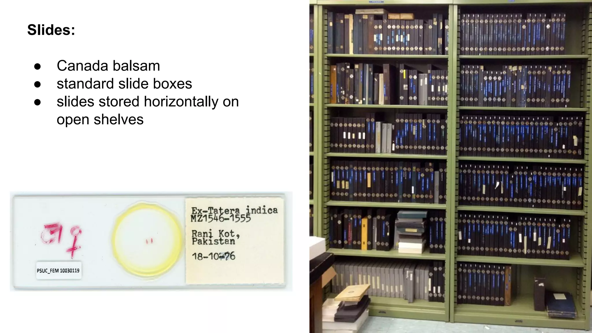 Slides:
●
●
●

Canada balsam
standard slide boxes
slides stored horizontally on
open shelves

 