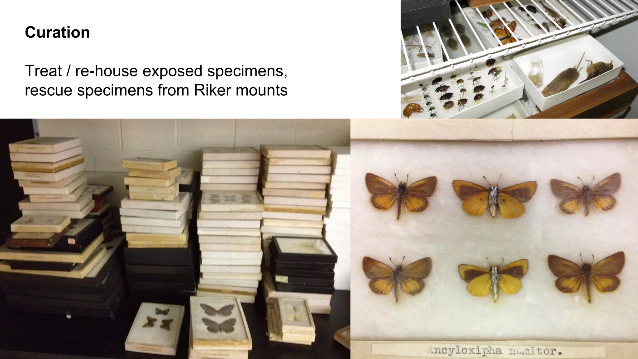 Curation
Treat / re-house exposed specimens,
rescue specimens from Riker mounts

 