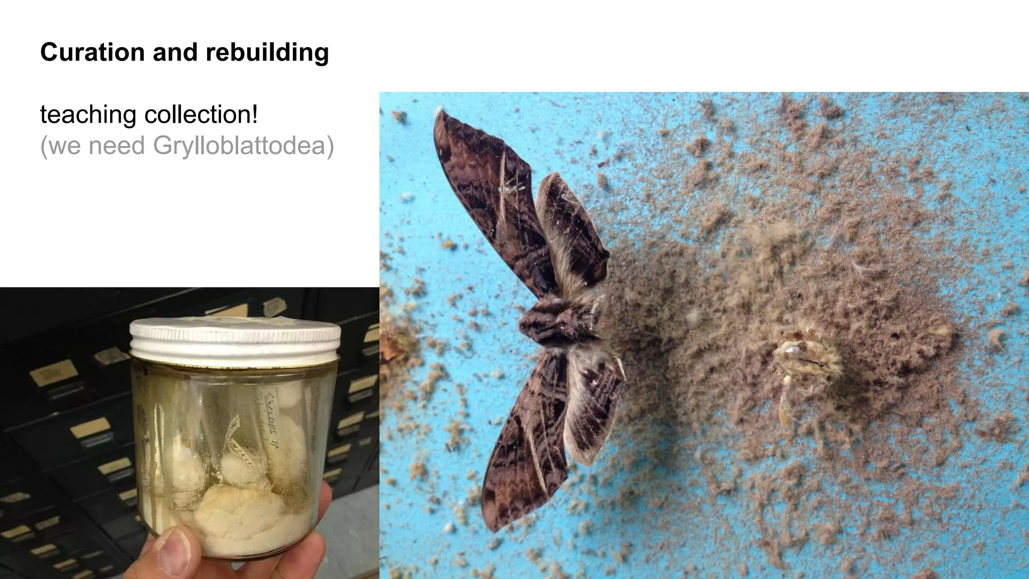 Curation and rebuilding
teaching collection!
(we need Grylloblattodea)

 