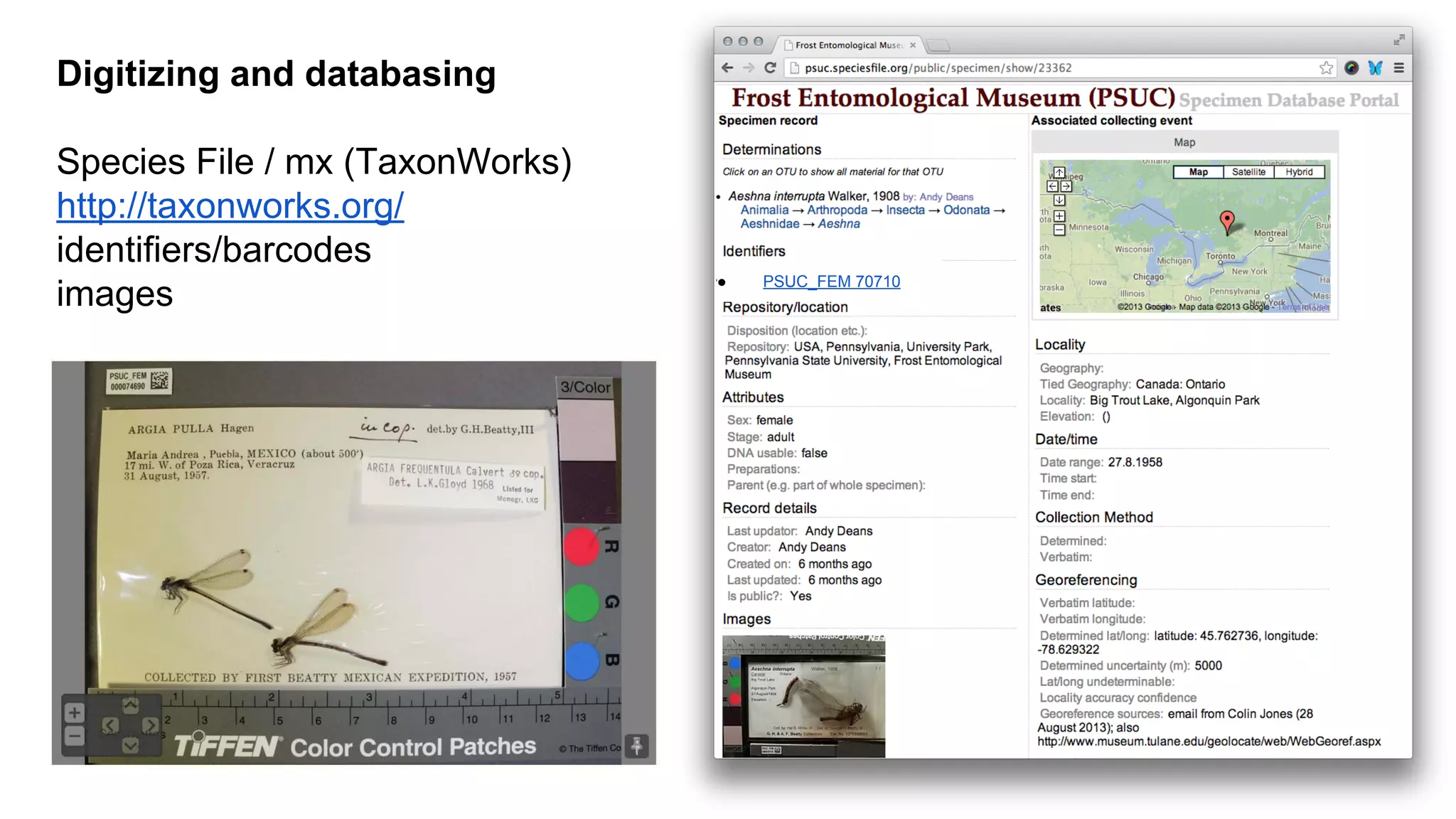 Digitizing and databasing
Species File / mx (TaxonWorks)
http://taxonworks.org/
identifiers/barcodes
images

●

PSUC_FEM 70710

 