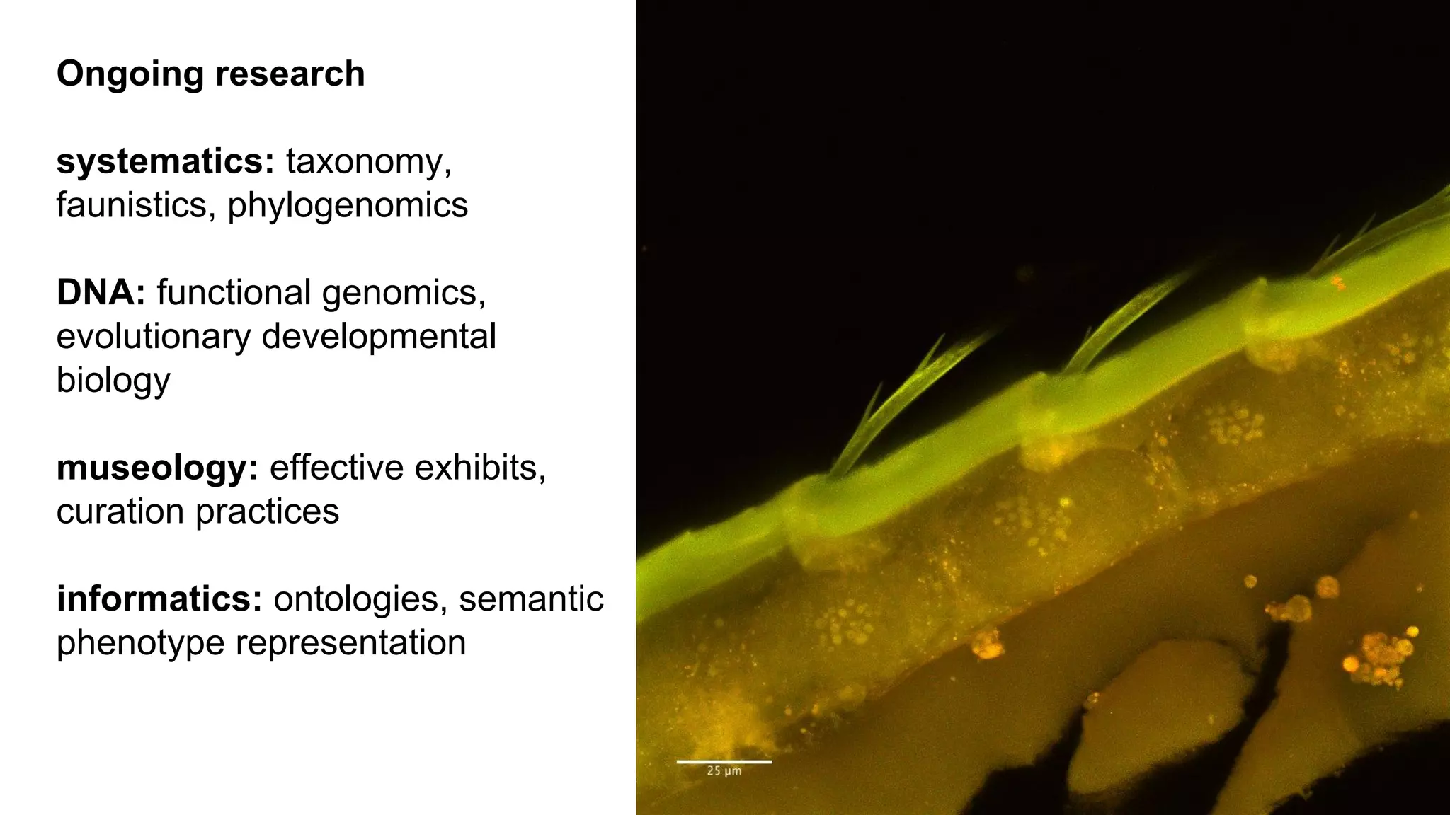 Ongoing research
systematics: taxonomy,
faunistics, phylogenomics
DNA: functional genomics,
evolutionary developmental
biology
museology: effective exhibits,
curation practices
informatics: ontologies, semantic
phenotype representation

 