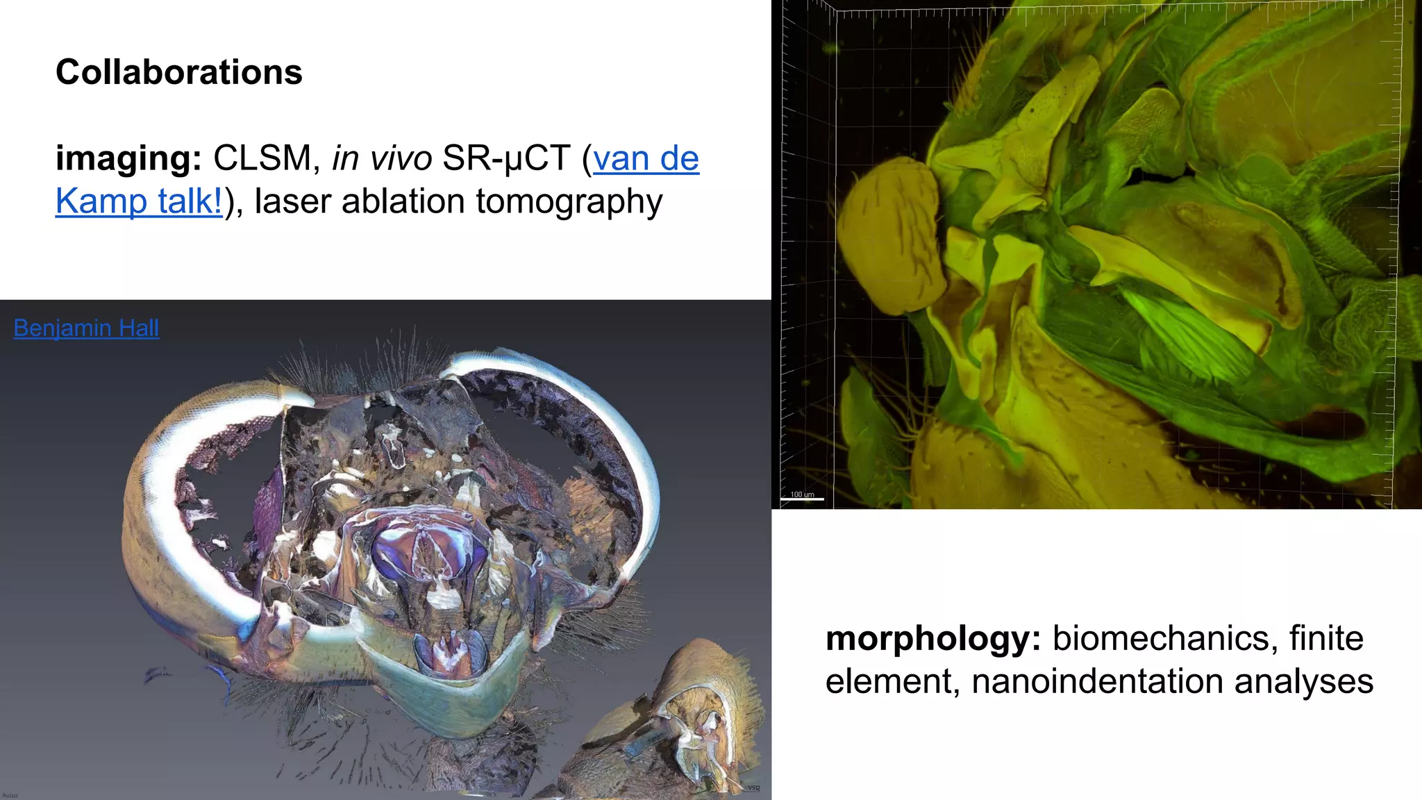 Collaborations
imaging: CLSM, in vivo SR-µCT (van de
Kamp talk!), laser ablation tomography

Benjamin Hall

morphology: biomechanics, finite
element, nanoindentation analyses

 