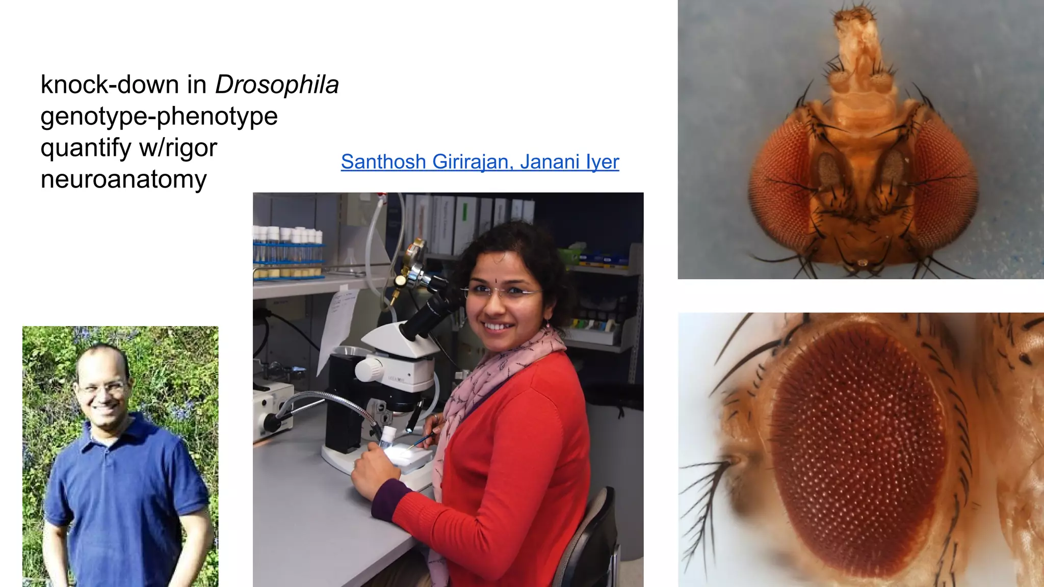knock-down in Drosophila
genotype-phenotype
quantify w/rigor
Santhosh Girirajan, Janani Iyer
neuroanatomy

 