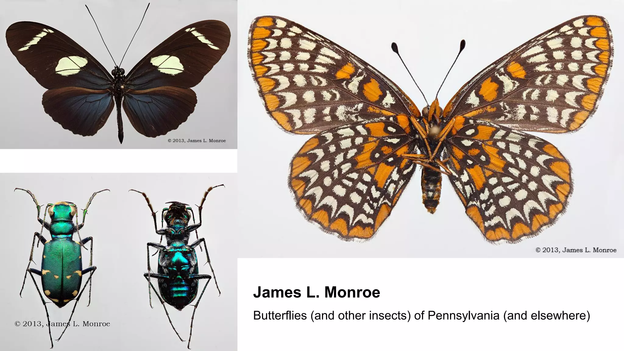 James L. Monroe
Butterflies (and other insects) of Pennsylvania (and elsewhere)

 