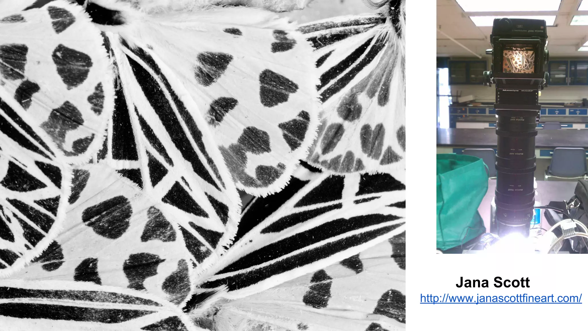 Jana Scott
http://www.janascottfineart.com/

 
