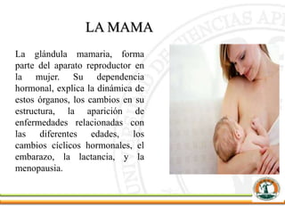 LA MAMA
La glándula mamaria, forma
parte del aparato reproductor en
la mujer. Su dependencia
hormonal, explica la dinámica de
estos órganos, los cambios en su
estructura, la aparición de
enfermedades relacionadas con
las diferentes edades, los
cambios cíclicos hormonales, el
embarazo, la lactancia, y la
menopausia.
 