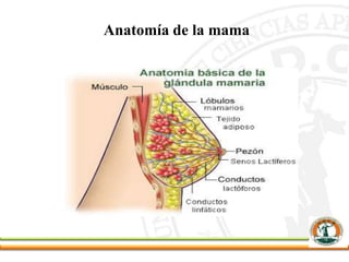 Anatomía de la mama
 
