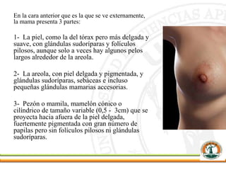 En la cara anterior que es la que se ve externamente,
la mama presenta 3 partes:
1- La piel, como la del tórax pero más delgada y
suave, con glándulas sudoríparas y folículos
pilosos, aunque solo a veces hay algunos pelos
largos alrededor de la areola.
2- La areola, con piel delgada y pigmentada, y
glándulas sudoríparas, sebáceas e incluso
pequeñas glándulas mamarias accesorias.
3- Pezón o mamila, mamelón cónico o
cilíndrico de tamaño variable (0,5 - 3cm) que se
proyecta hacia afuera de la piel delgada,
fuertemente pigmentada con gran número de
papilas pero sin folículos pilosos ni glándulas
sudoríparas.
 