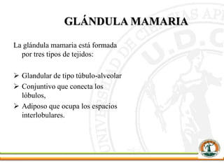 GLÁNDULA MAMARIA
La glándula mamaria está formada
por tres tipos de tejidos:
 Glandular de tipo túbulo-alveolar
 Conjuntivo que conecta los
lóbulos,
 Adiposo que ocupa los espacios
interlobulares.
 