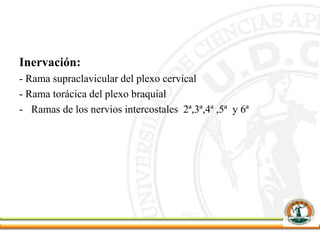 Inervación:
- Rama supraclavicular del plexo cervical
- Rama torácica del plexo braquial
- Ramas de los nervios intercostales 2ª,3ª,4ª ,5ª y 6ª
 