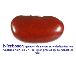 Nierbonen  genezen de nieren en onderhouden hun functionaliteit. En JA: ze lijken precies op de menselijke nier!  