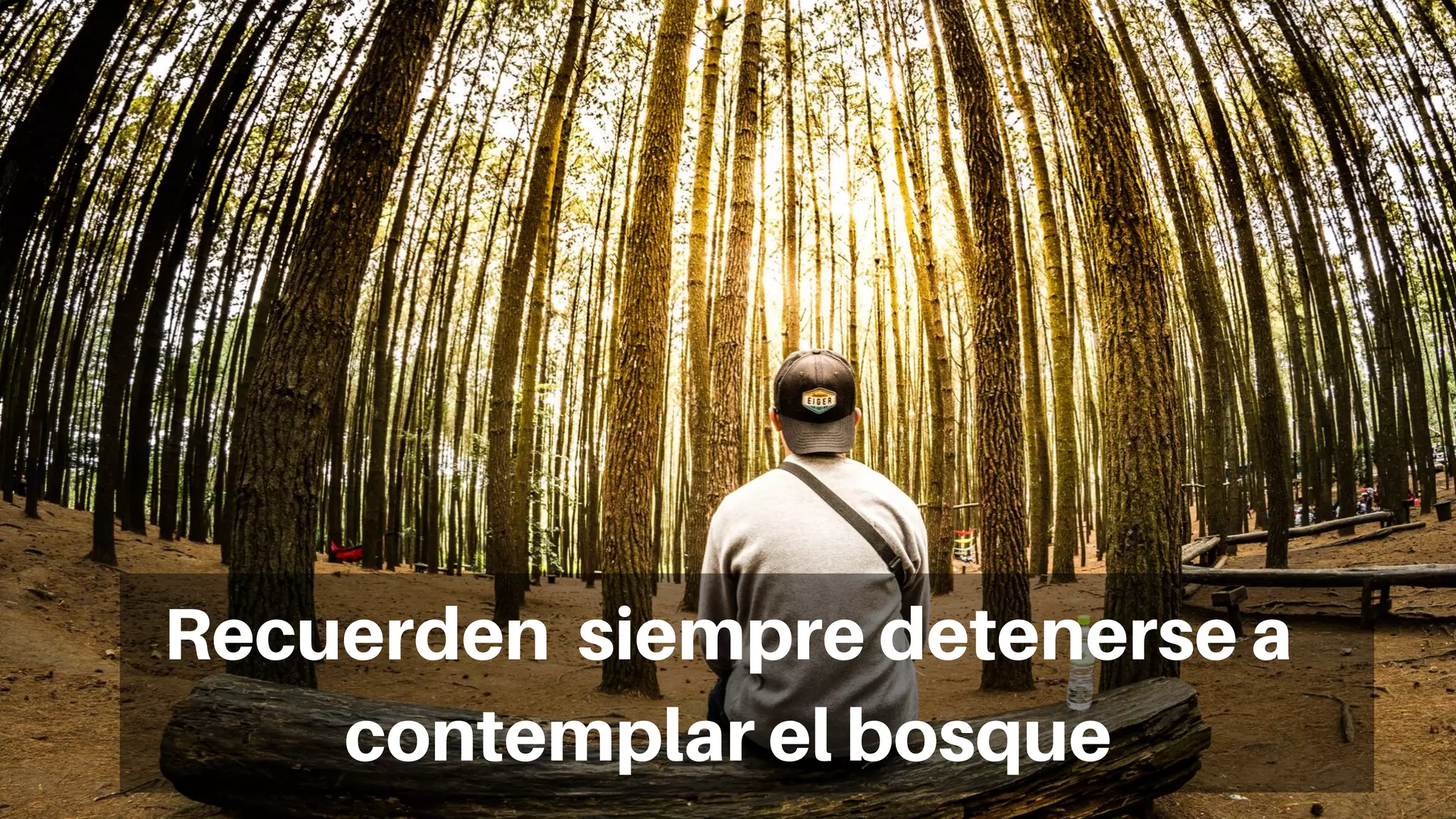 Recuerden siempre detenerse a
contemplar el bosque
 