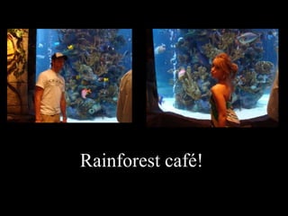 Rainforest café!