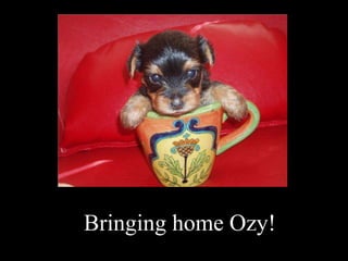 Bringing home Ozy!