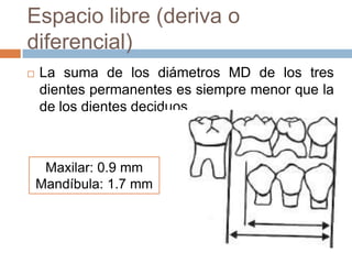 Espacio libre (deriva o
diferencial)
 La suma de los diámetros MD de los tres
dientes permanentes es siempre menor que la
de los dientes deciduos
Maxilar: 0.9 mm
Mandíbula: 1.7 mm
 