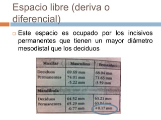 Espacio libre (deriva o
diferencial)
 Este espacio es ocupado por los incisivos
permanentes que tienen un mayor diámetro
mesodistal que los deciduos
 