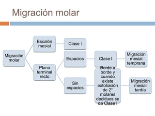 Migración molar
Migración
molar
Escalón
mesial
Clase I
Plano
terminal
recto
Espacios Clase I
Migración
mesial
temprana
Sin
espacios
Borde a
borde y
cuando
existe
exfoliación
de 2°
molares
deciduos se
da Clase I
Migración
mesial
tardía
 
