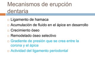 Mecanismos de erupción
dentaria
 Ligamento de hamaca
 Acumulación de fluido en el ápice en desarrollo
 Crecimiento óseo
 Remodelado óseo selectivo
 Gradiente de presión que se crea entre la
corona y el ápice
 Actividad del ligamento periodontal
 