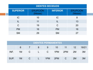 DIENTES DECIDUOS
SUPERIOR ERUPCIÓN
(Meses)
INFERIOR ERUPCIÓN
(Meses)
IC 10 IC 8
IL 11 IL 13
C 19 C 20
PM 16 PM 16
SM 29 SM 27
DIENTES PERMANENTES
6 7 8 9 10 11 12 18/21
INF. 1M C L C 1PM 2PM 2M 3M
SUP. 1M C L 1PM 2PM C 2M 3M
 