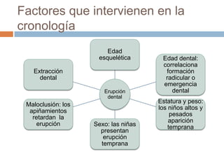 Factores que intervienen en la
cronología
Erupción
dental
Edad
esquelética Edad dental:
correlaciona
formación
radicular o
emergencia
dental
Estatura y peso:
los niños altos y
pesados
aparición
tempranaSexo: las niñas
presentan
erupción
temprana
Maloclusión: los
apiñamientos
retardan la
erupción
Extracción
dental
 