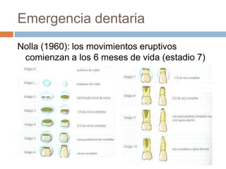 Emergencia dentaria
Nolla (1960): los movimientos eruptivos
comienzan a los 6 meses de vida (estadio 7)
 