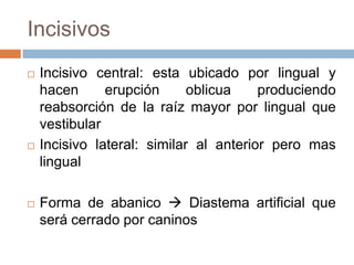 Incisivos
 Incisivo central: esta ubicado por lingual y
hacen erupción oblicua produciendo
reabsorción de la raíz mayor por lingual que
vestibular
 Incisivo lateral: similar al anterior pero mas
lingual
 Forma de abanico  Diastema artificial que
será cerrado por caninos
 