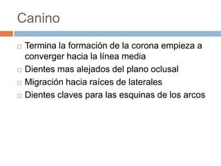 Canino
 Termina la formación de la corona empieza a
converger hacia la línea media
 Dientes mas alejados del plano oclusal
 Migración hacia raíces de laterales
 Dientes claves para las esquinas de los arcos
 