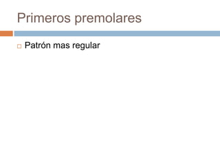 Primeros premolares
 Patrón mas regular
 