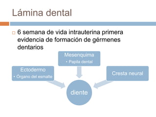 Lámina dental
 6 semana de vida intrauterina primera
evidencia de formación de gérmenes
dentarios
diente
Ectodermo
• Órgano del esmalte
Mesenquima
• Papila dental
Cresta neural
 