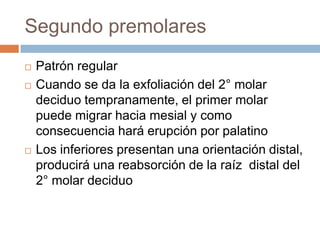 Segundo premolares
 Patrón regular
 Cuando se da la exfoliación del 2° molar
deciduo tempranamente, el primer molar
puede migrar hacia mesial y como
consecuencia hará erupción por palatino
 Los inferiores presentan una orientación distal,
producirá una reabsorción de la raíz distal del
2° molar deciduo
 