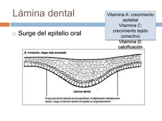 Lámina dental
 Surge del epitelio oral
Vitamina A: crecimiento
epitelial
Vitamina C:
crecimiento tejido
conectivo
Vitamina D:
calcificación
 