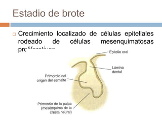 Estadio de brote
 Crecimiento localizado de células epiteliales
rodeado de células mesenquimatosas
proliferativas
 