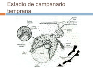 Estadio de campanario
temprana
 