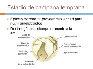 Estadio de campana temprana
 Epitelio externo  proveer capilaridad para
nutrir ameloblastos
 Dentinogénesis siempre precede a la
amelogénesis
 
