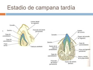 Estadio de campana tardía
 