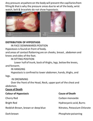 Any pressure anywhere on the body will prevent the capillariesfrom
filling & that is why the pressure areas due to wt of the body, wrist
watch, belt & bracelets do not show hypostasis.
DISTRIBUTION OF HYPOSTASIS
IN FACE DOWNWARDS POSITION
Hypostasis is found on front of body.
and areas of contact flattening are on cheeks, breast , abdomen and
knees and sides of the foot.
IN SITTING POSITION
Lower half of trunk, back of thighs, legs, below the knees,
and forearm.
IN HANGING
Hypostasis is confined to lower abdomen, hands, thighs, and
legs.
IN DROWNING
Over the front of the Head, Neck, upper part of the chest and
abdomen.
Cause of Death
Colour of Hypostasis Cause of Death
Cherry Red Carbon monoxide
Bright Red Hydrocyanic acid, Burns
Reddish Brown, brown or deep blue Nitrates, Potassium Chlorate
Dark brown Phosphate poisoning
 