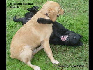 5. Warm-blooded friends photo by ozone9999