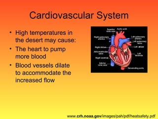 Cardiovascular System High temperatures in the desert may cause: The heart to pump more blood Blood vessels dilate to accommodate the increased flow www. crh.noaa.gov /images/pah/pdf/heatsafety.pdf