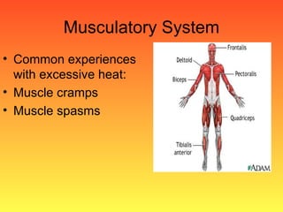 Musculatory System Common experiences with excessive heat: Muscle cramps Muscle spasms