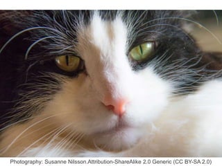 Photography: Susanne Nilsson.Attribution-ShareAlike 2.0 Generic (CC BY-SA 2.0)
 