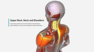 Upper Back, Neck and Shoulders
Typical desk position (neck and head bent forward) leads to
spinal problems, chronic strains, headaches and herniated discs.
 