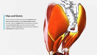 Hips and Glutes
Lack of extension in the hip muscles lead to tightness and a
reduced range of motion, while weakened glute muscles
decrease a person’s stability. Both of these effects can lead to
an increased risk for falls, particularly within the elderly
population. Nerve compression can lead to chronic repetitive
radiating pain throughout the legs.
 