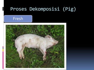 Proses Dekomposisi (Pig)
Fresh
 